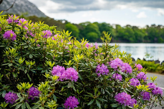 Blooming rhododendrons line a roadside in Connemara, County Galway, with lake and woodland beyond. A spring scene that can also illustrate invasive plants threatening native Irish habitats.