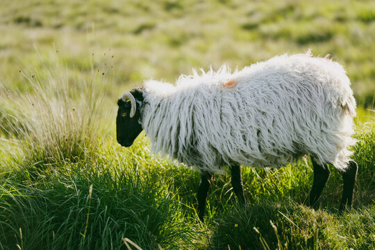 A horned sheep grazes beside Roundstone Bog Road in Connemara, County Galway, Ireland. A rural animal portrait showing traditional hill farming in the Irish bog landscape.