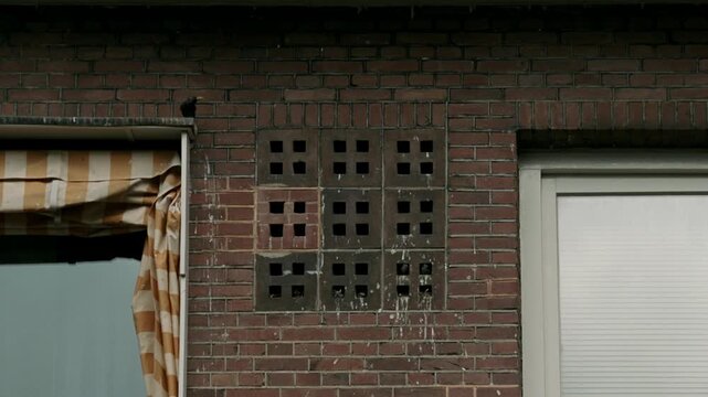 Common starlings feeding their young chicks in a nest inside a building's air vent in Amsterdam