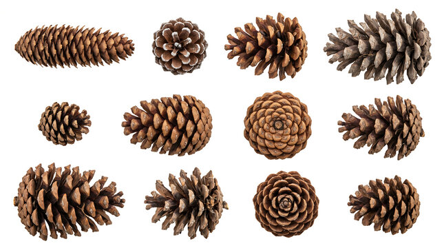 Collection of diverse pine cones isolated on white background. Various conifer seeds for Christmas, winter, and autumn crafts. High-quality graphic design element for holiday marketing.