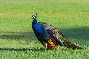 Obraz premium Peacock (Pavo cristatus) standing on grassy ground in daylight.