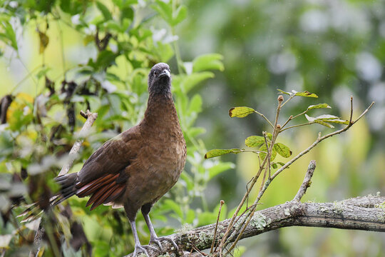 Gray-headed Chachalaca