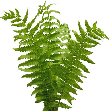 Green fern fronds bunch front view isolated on transparent background