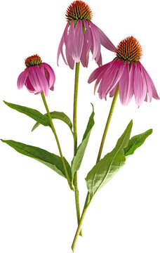 Echinacea Purpurea Purple Coneflower Three Blooms isolated on transparent background