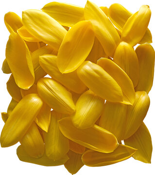 Yellow Tulip Petals Pile Top View Isolated on Transparent Background