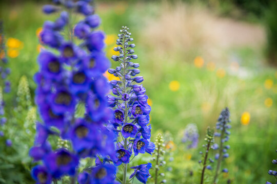 Close up of tall blue delphinium flowers blooming in a summer garden with soft bokeh