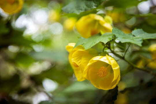 Yellow abutilon flowers hanging on a branch with green leaves.