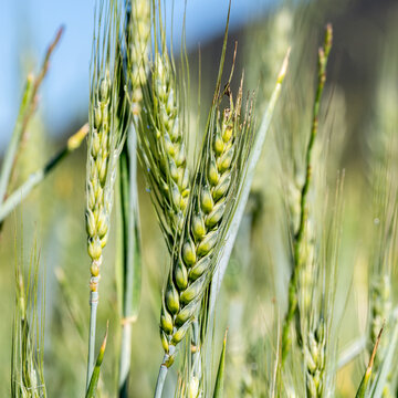 Green wheat ears growing in cultivated agricultural field