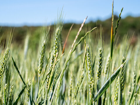 Green wheat ears growing in agricultural field