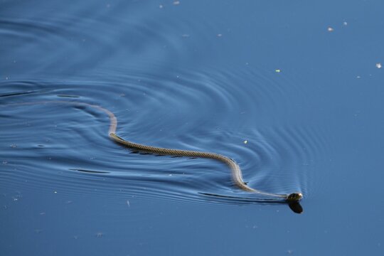 A young grass snake (Natrix natrix) swims in the lake 