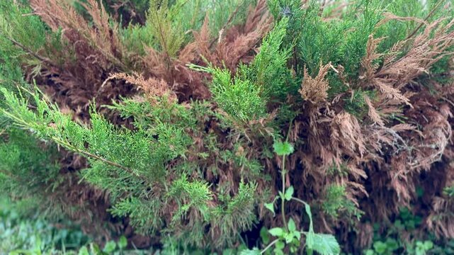 Cossack juniper with dry branches showing brown rot and blight across lower shrub in summer cottage garden, deadwood and sparse