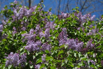 Obraz premium Close-up of blooming lilac branches