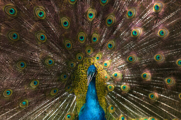 Obraz premium Vibrant Peacock Feather Pattern - Iridescent Eye Texture Background