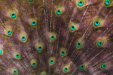 Obraz premium Vibrant Peacock Feather Pattern - Iridescent Eye Texture Background