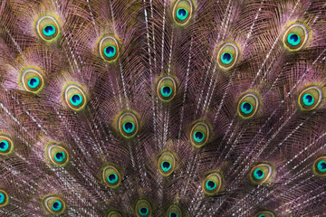 Obraz premium Vibrant Peacock Feather Pattern - Iridescent Eye Texture Background