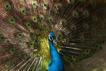 Obraz premium Vibrant Peacock Feather Pattern - Iridescent Eye Texture Background