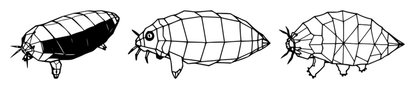 Tardigrade set with symmetrical line art of a geometric design featuring microscopic, water bear, modern biology with white background and clean aesthetic