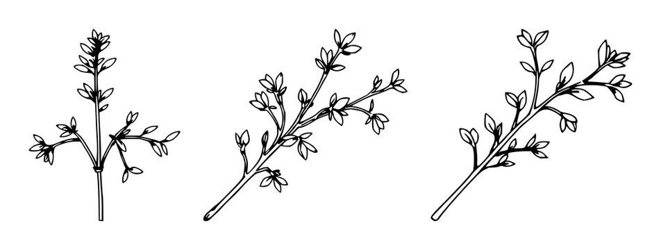 Sprig tarragon set with single weight line drawing and minimalist clean design featuring tarragon, line art, botanical illustration with herb and white background