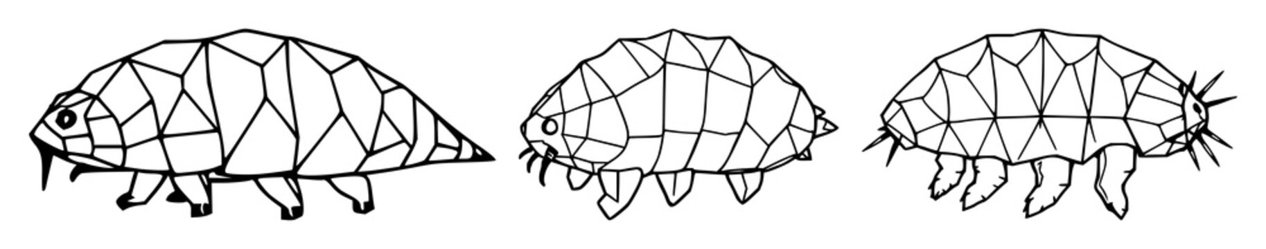Tardigrade set with symmetrical line art of a geometric design featuring microscopic, water bear, modern biology with white background and clean aesthetic