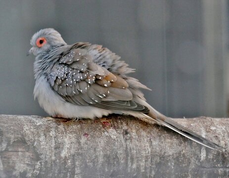 Diamantt&auml;ubchen im Vogelk&auml;fig auf Ast