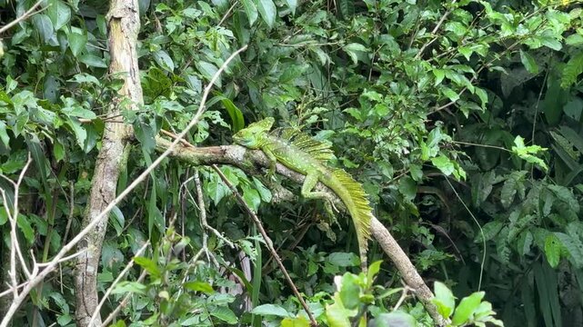 Plumed Basilisk Lizard Sitting in a Tree