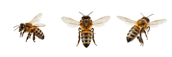 Set of Small Honey Bee Insect Flying Nature Wildlife Isolated on White Background, PNG © Mr Stock