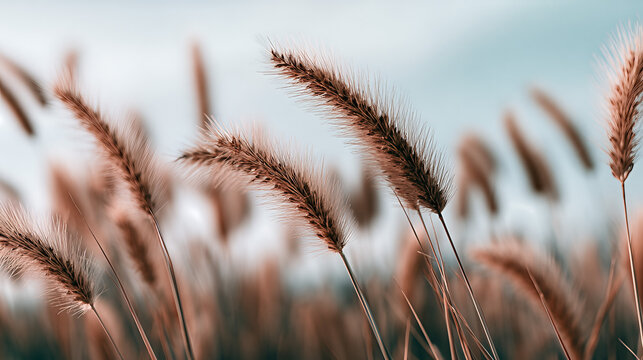 Serene Foxtail Grasses in Soft Light: Earthy Tones and Feathery Plumes for Nature-Inspired Designs