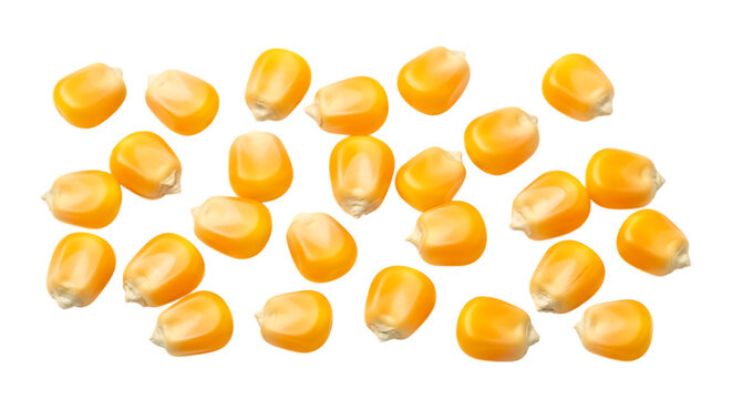 Top view of raw yellow corn kernels isolated on transparent background png