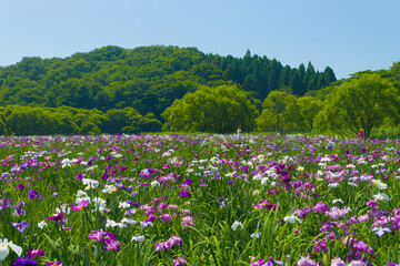 Obraz premium 神楽女湖の花菖蒲（大分県別府市）