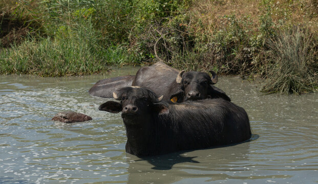 A herd of domesticated buffaloes enjoying bath in the river.