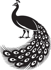 Fototapeta premium Silhouette of a peacock standing with fully spread feathers. black icon silhouette vector