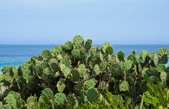 Cactus of the genus Opuntia, known as prickly pear, nopal, or Indian fig. It is characterized by its flattened, oval branches with small reddish flower buds. In the background, the sea and blue sky.