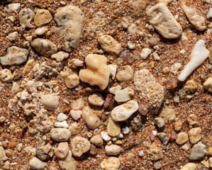 The coastline of the Red Sea. Sand, pebbles, corals, fossils. Background with a marine theme. © Piotr