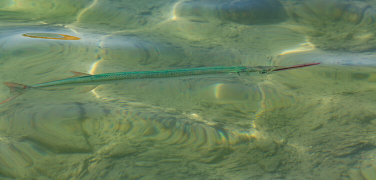 Tylosurus choram, Red Sea houndfish. Marine biodiversity.