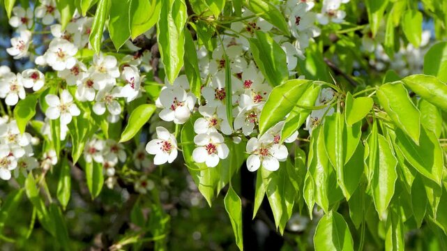 White pear or apple blossoms on branches with fresh green leaves sway in wind. Beautiful natural scene of blooming tree in garden. Spring flowering background 4K footage.
