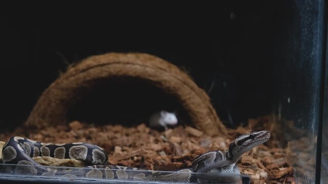 A ball python in its enclosure searching for a rat.