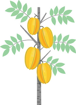 Star fruit tree with yellow starfruit vector illustration, starfruit