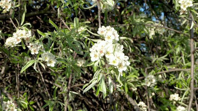 Blooming branch of willow-leaved pear tree with white blossoms and silver leaves sway in breeze. Pyrus salicifolia in bloom. Beautiful spring flowering in sunny garden. 4K footage.
