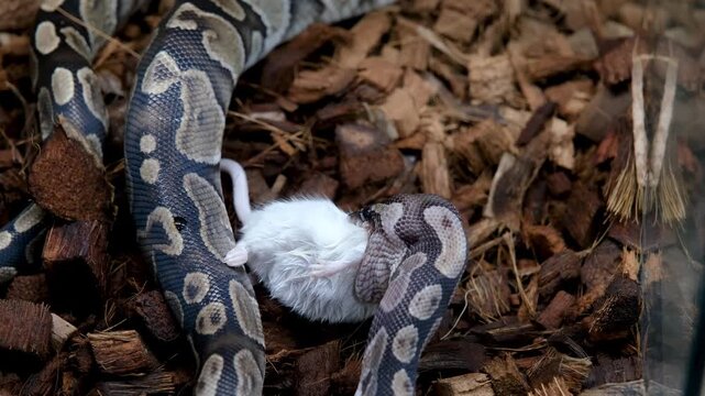 A ball python in its enclosure swallowing a rat_back view.