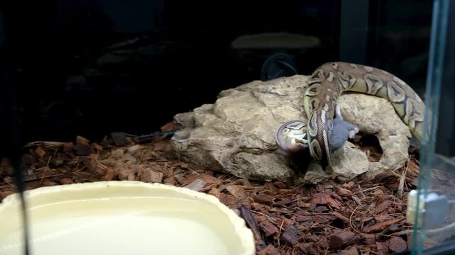 Ball python in its enclosure preying on and killing a rat.