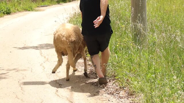 A man leads a resisting sheep ram down a rural road while holding one horn, then secures the animal by both horns to safely guide it through the countryside in daylight.