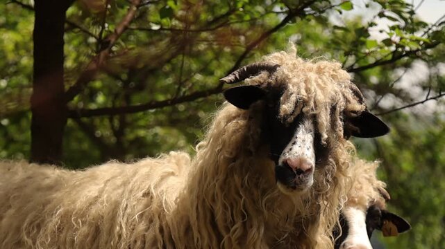 Close up view of a sheep ram with large curved horns standing calmly in a rural environment, highlighting detailed wool texture and the animal&rsquo;s strong natural presence outdoors.