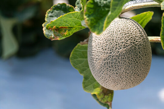 Macro shot of fresh musk melon with organic netting pattern growing on a vine in a farm

