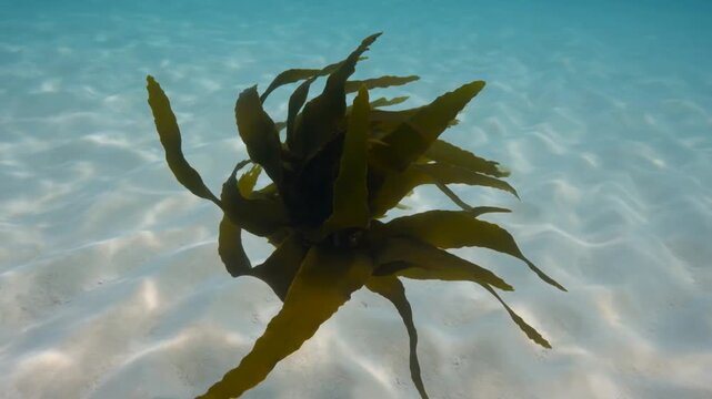 Seaweed Strands Drift In Clear Shallow Water With Natural Buoyancy And Refined Organic Motion