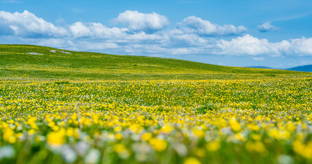 Obraz premium Wildflower meadow between Dogs Bay and Gurteen Bay near Roundstone, Connemara, Ireland. Yellow buttercups, green grass and limestone boulders on the Wild Atlantic Way.