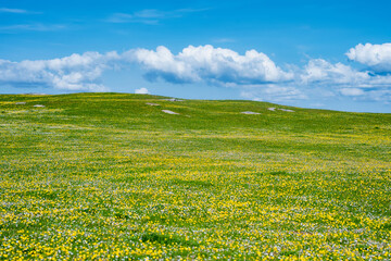 Obraz premium Wildflower meadow between Dogs Bay and Gurteen Bay near Roundstone, Connemara, Ireland. Yellow buttercups, green grass and limestone boulders on the Wild Atlantic Way.