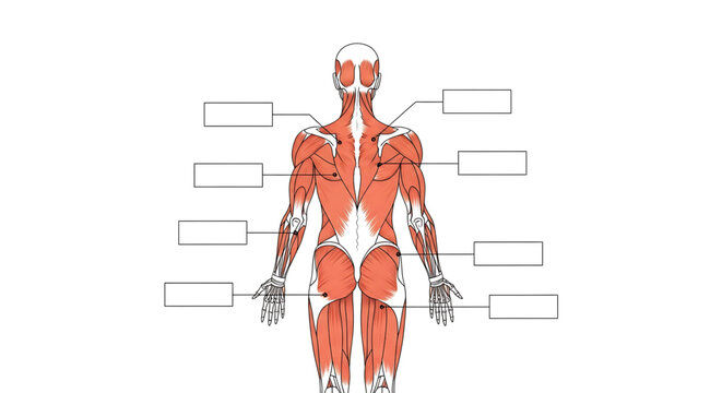 Posterior view of human muscular system with blank labels for anatomy study