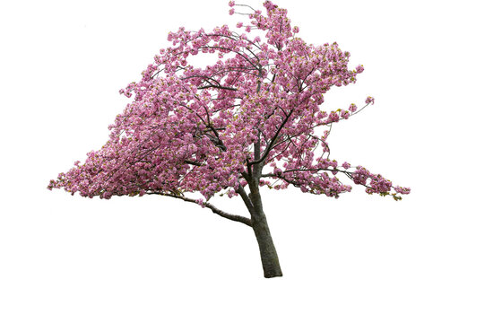 An isolated Cherry Blossom tree on a transparent background.