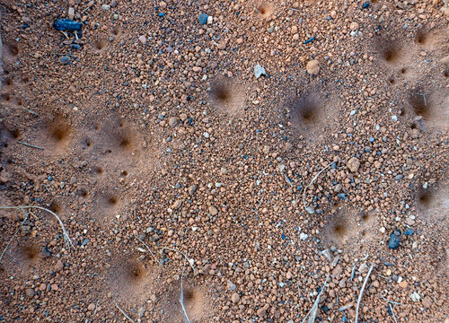 Top down view of an antlion sand trap crater in dry dusty ground