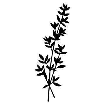 Silhouette of a Thyme Sprig.